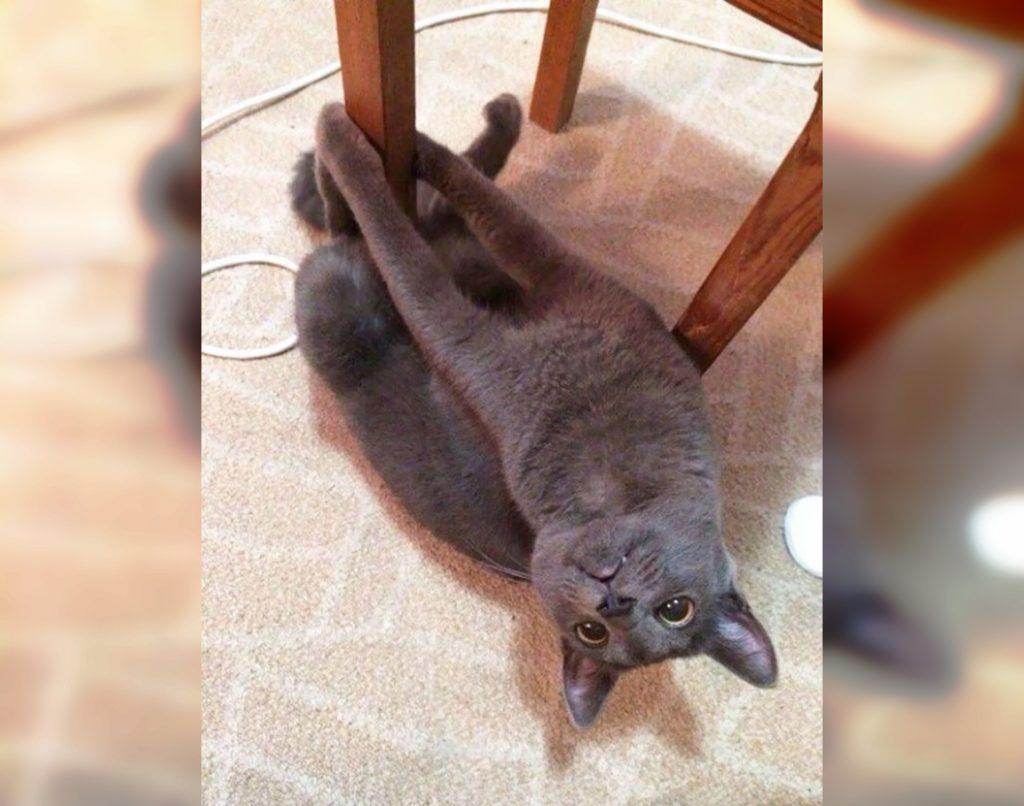 Craziest Cats in the Most Ridiculous Poses