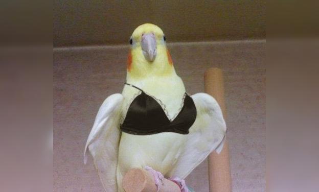 The Funniest Birds: Try Not To Laugh