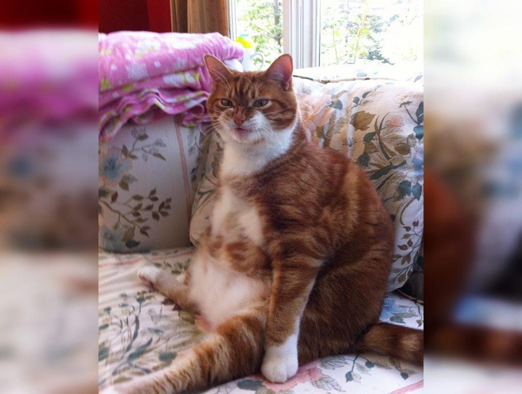 Craziest Cats in the Most Ridiculous Poses