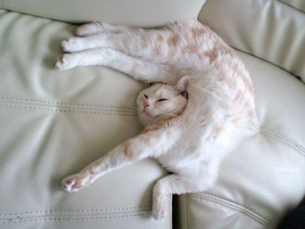 Craziest Cats in the Most Ridiculous Poses