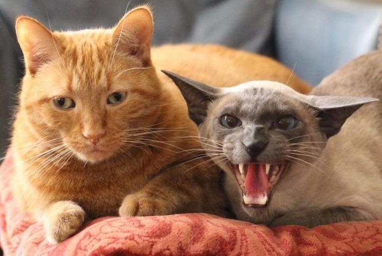 Purrfectly Hilarious: A Collection of Funny Cat Photos