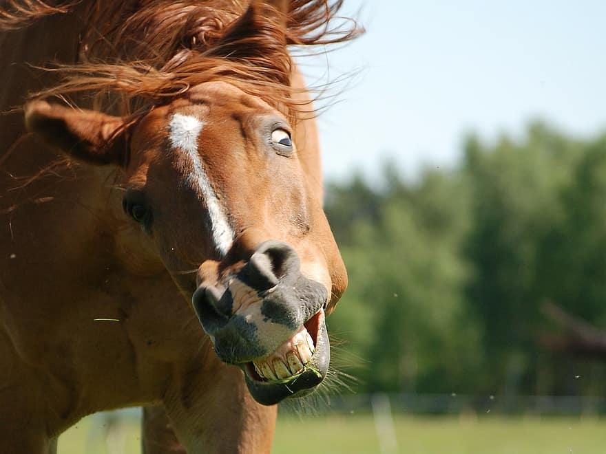 Comedy Kings and Queens: The Funniest Animals in Action!