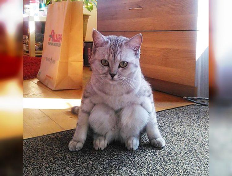 Craziest Cats in the Most Ridiculous Poses