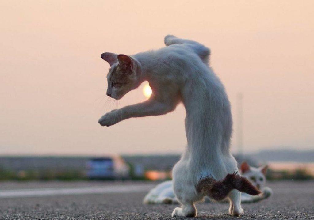 Craziest Cats in the Most Ridiculous Poses