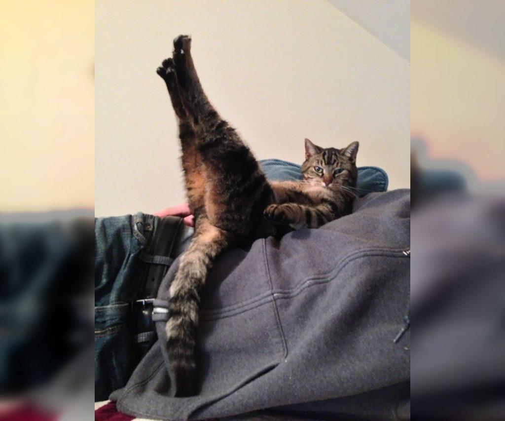 Craziest Cats in the Most Ridiculous Poses