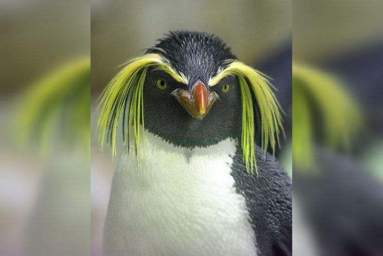 The Funniest Birds: Try Not To Laugh