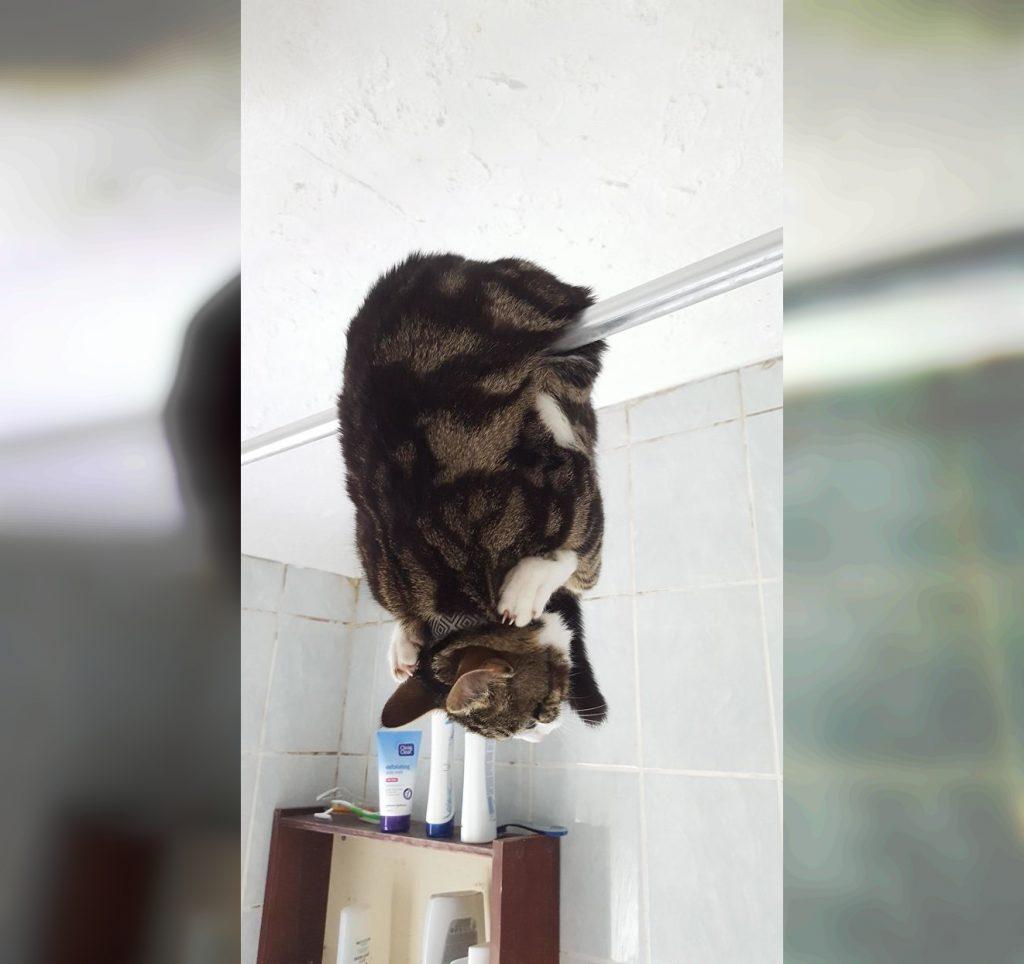 Craziest Cats in the Most Ridiculous Poses