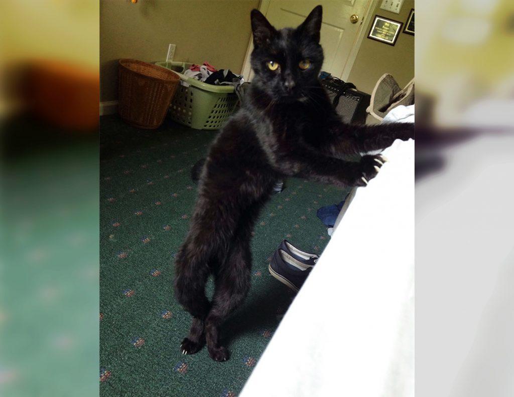 Craziest Cats in the Most Ridiculous Poses