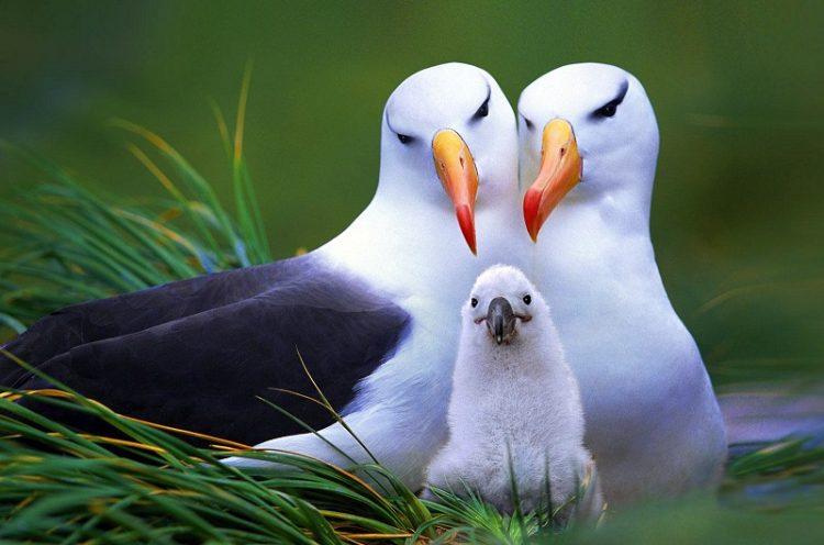 The Funniest Birds: Try Not To Laugh