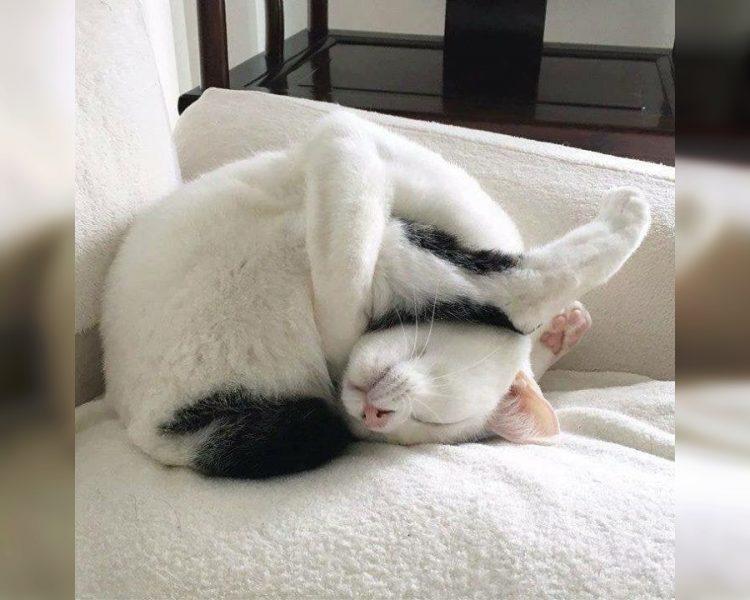 Craziest Cats in the Most Ridiculous Poses