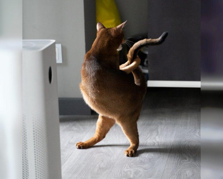 Craziest Cats in the Most Ridiculous Poses