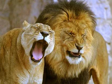 Comedy Kings and Queens: The Funniest Animals in Action!