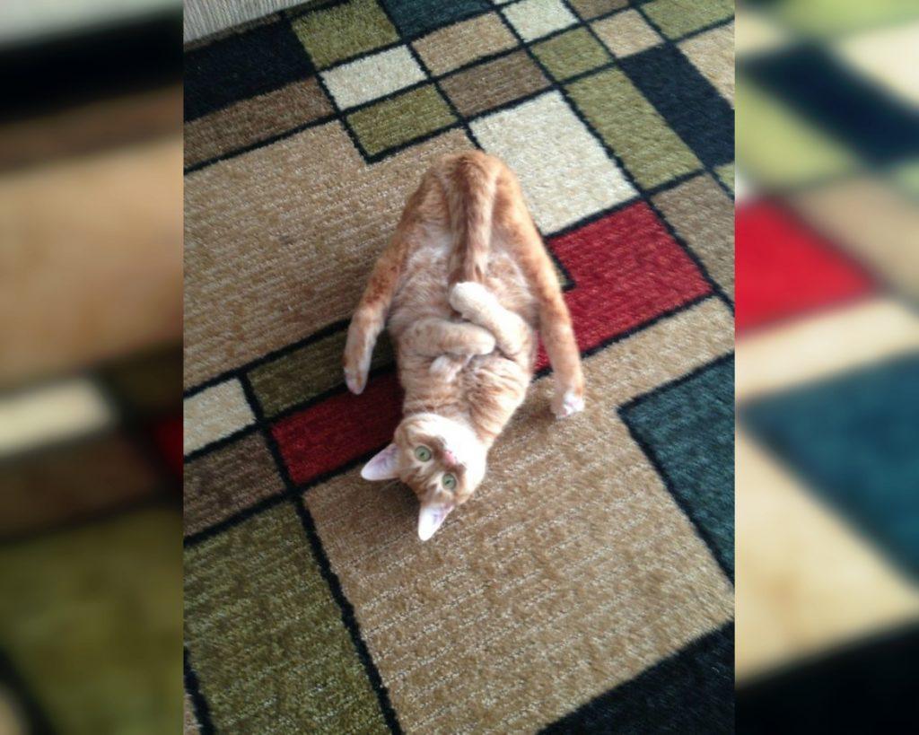 Craziest Cats in the Most Ridiculous Poses