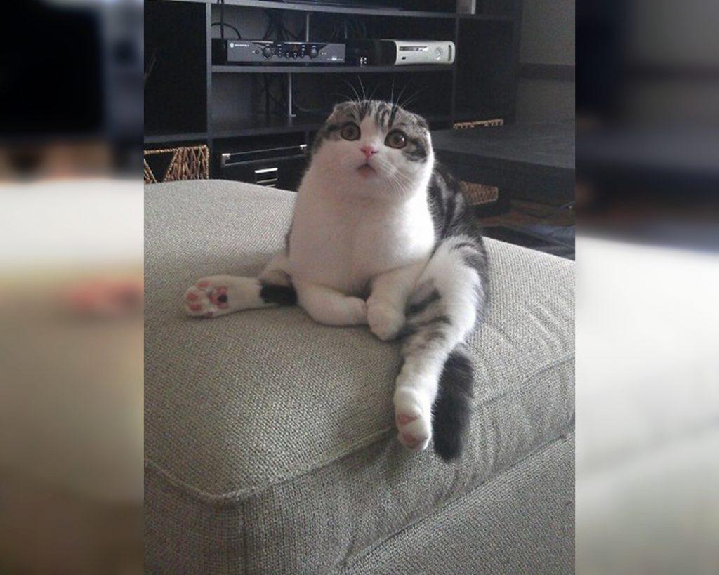 Craziest Cats in the Most Ridiculous Poses