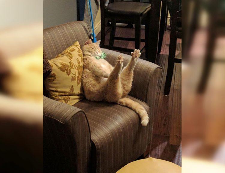 Craziest Cats in the Most Ridiculous Poses