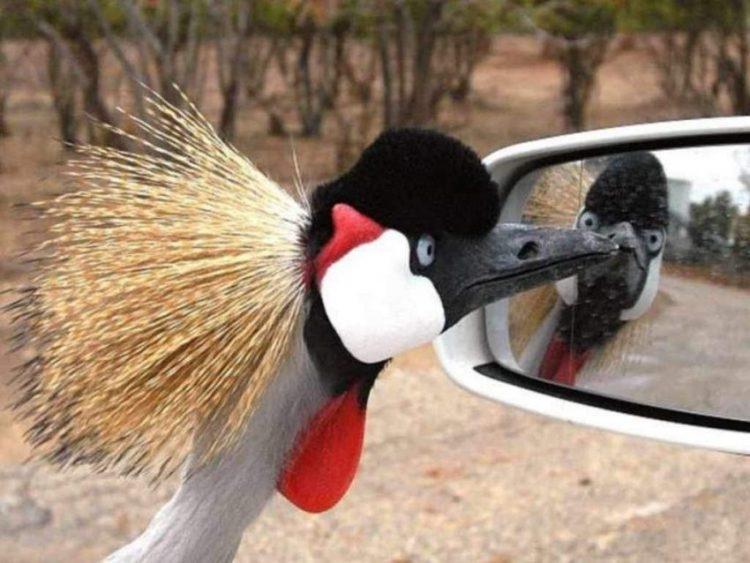 The Funniest Birds: Try Not To Laugh