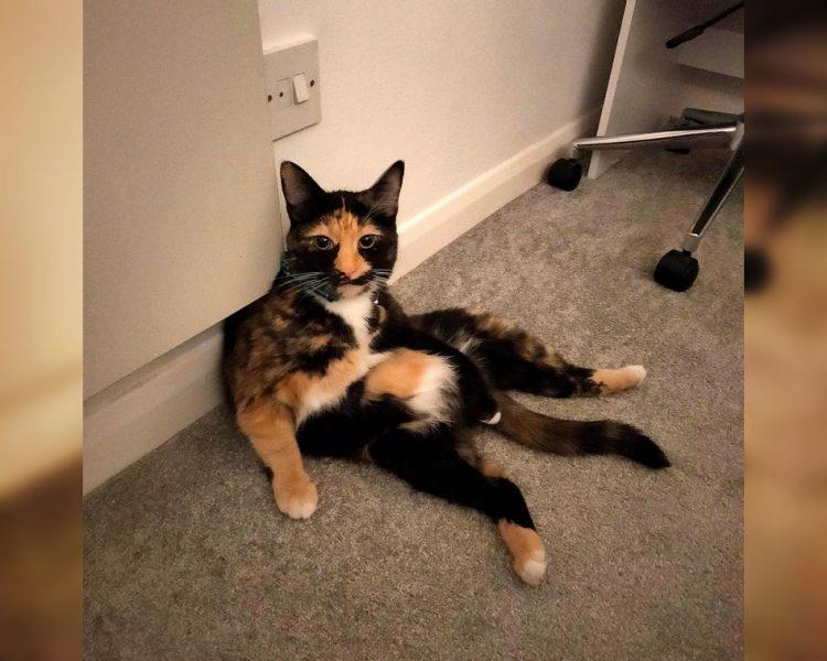 Craziest Cats in the Most Ridiculous Poses