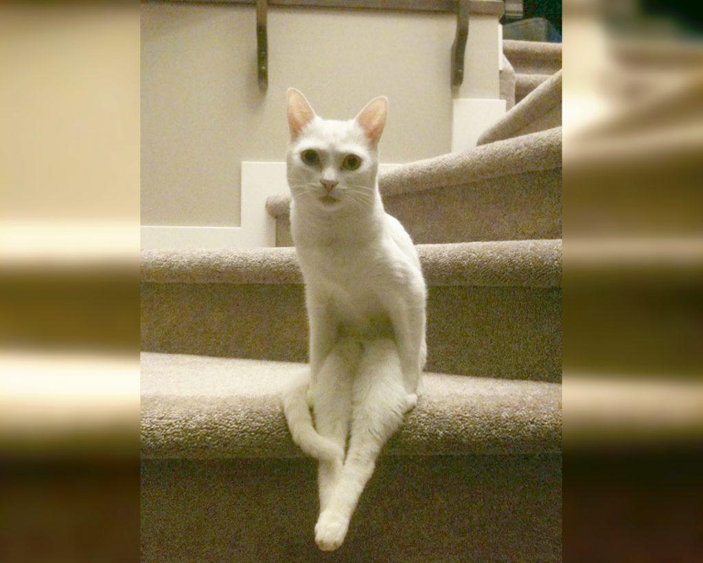 Craziest Cats in the Most Ridiculous Poses