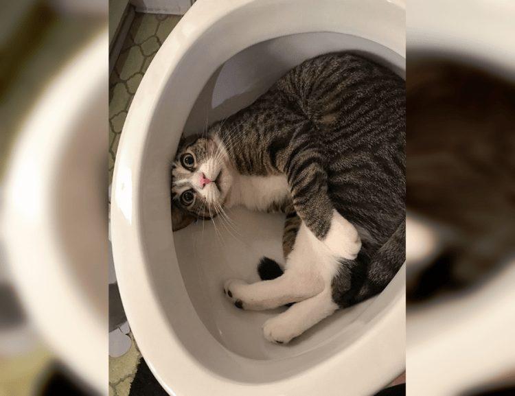 Purrfectly Hilarious: A Collection of Funny Cat Photos