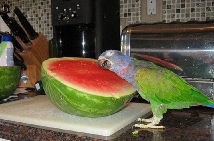 The Funniest Birds: Try Not To Laugh