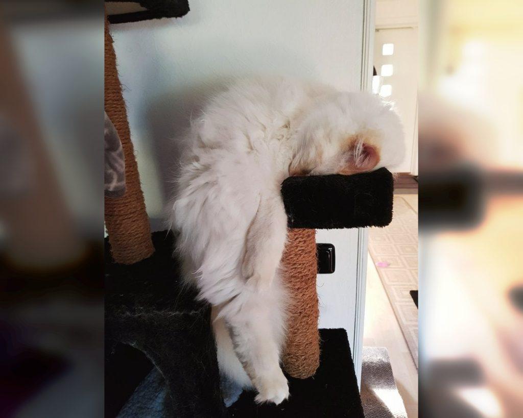 Craziest Cats in the Most Ridiculous Poses