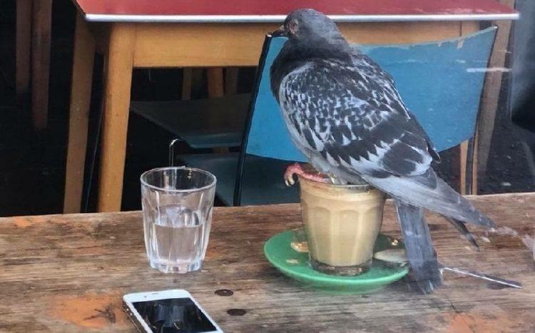 The Funniest Birds: Try Not To Laugh