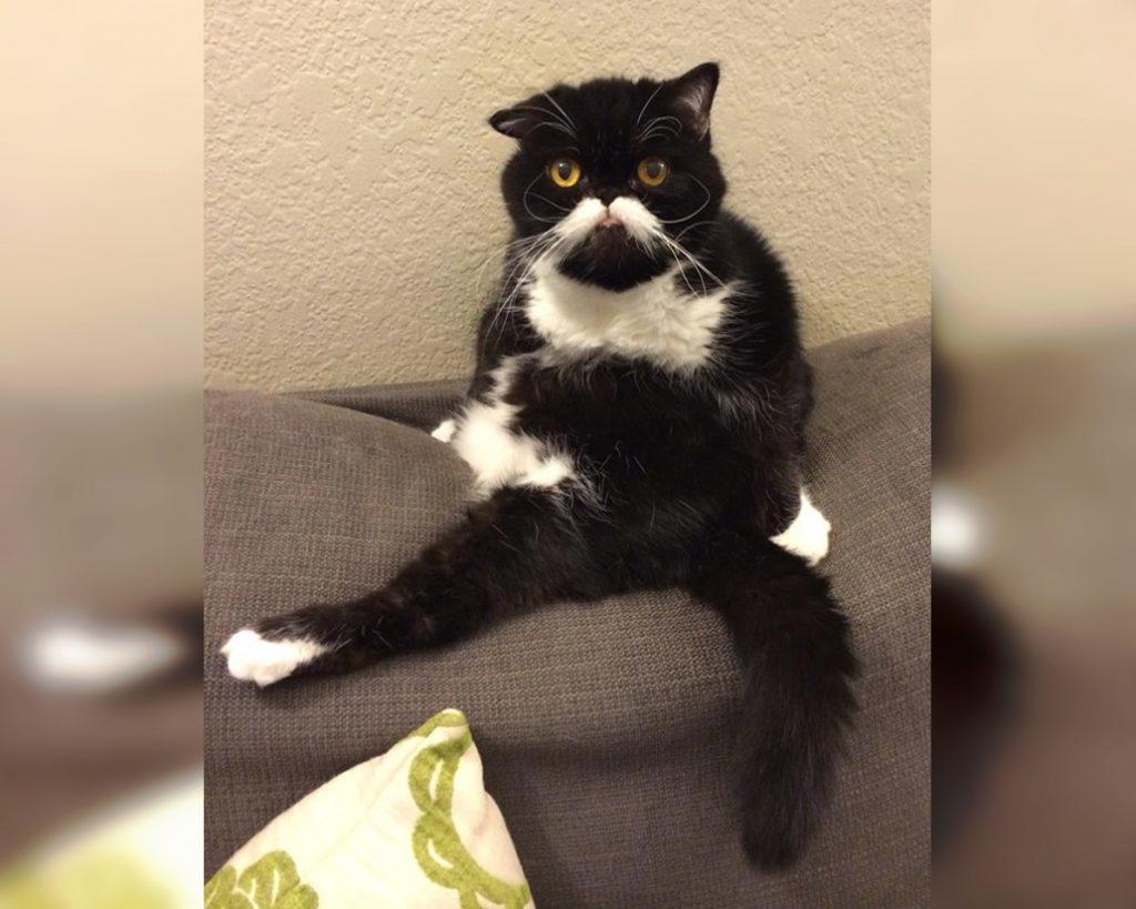 Craziest Cats in the Most Ridiculous Poses