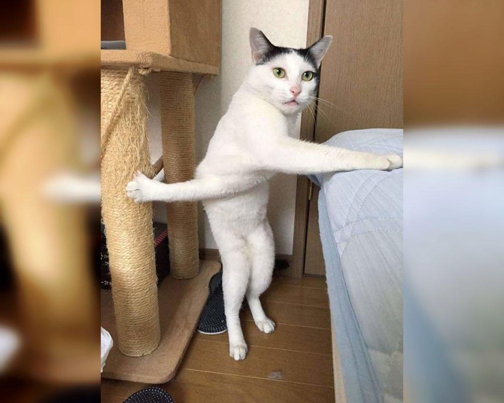 Craziest Cats in the Most Ridiculous Poses