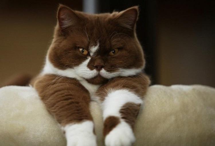 Purrfectly Hilarious: A Collection of Funny Cat Photos