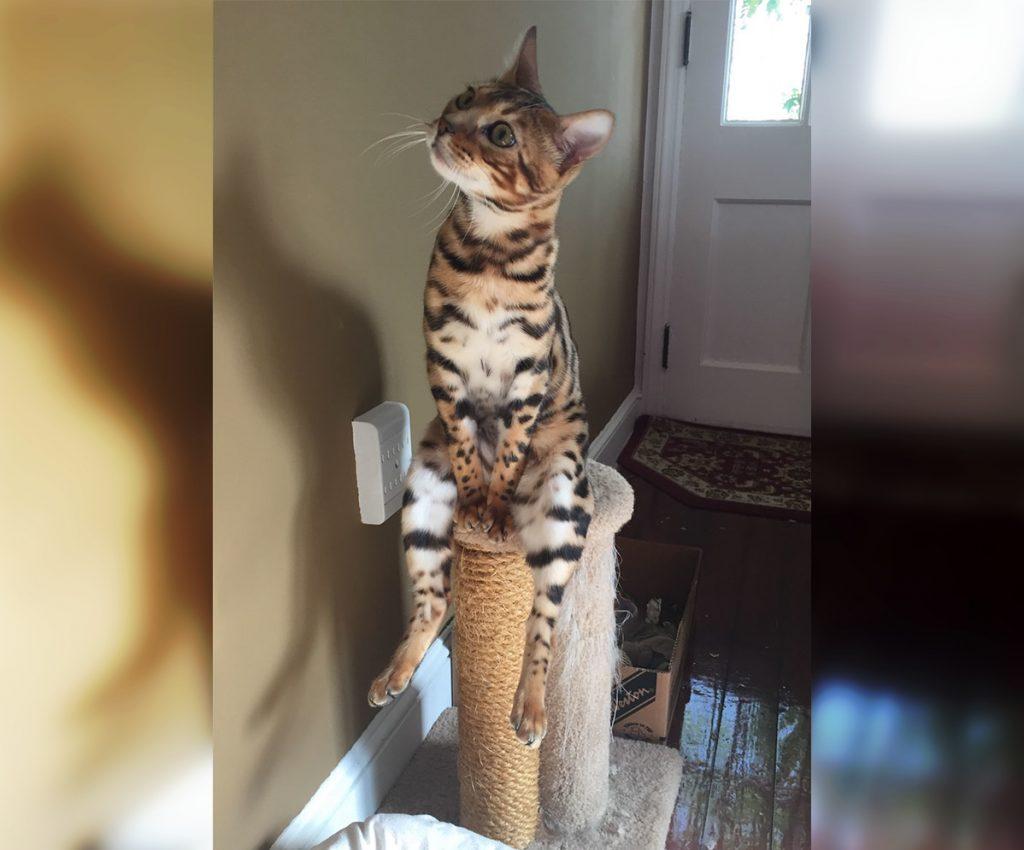 Craziest Cats in the Most Ridiculous Poses